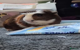 Guinea Pig rodents for sale: Male Guniea pig - Image 2