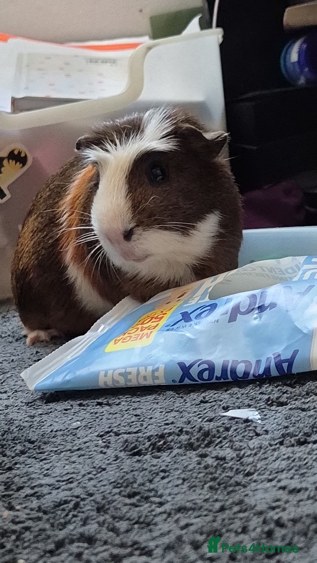 Guinea Pig rodents for sale: Male Guniea pig - Image 2