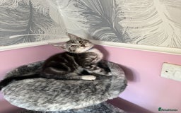 Mixed Breed cats for sale: Mixed breed kittens  - Image 5