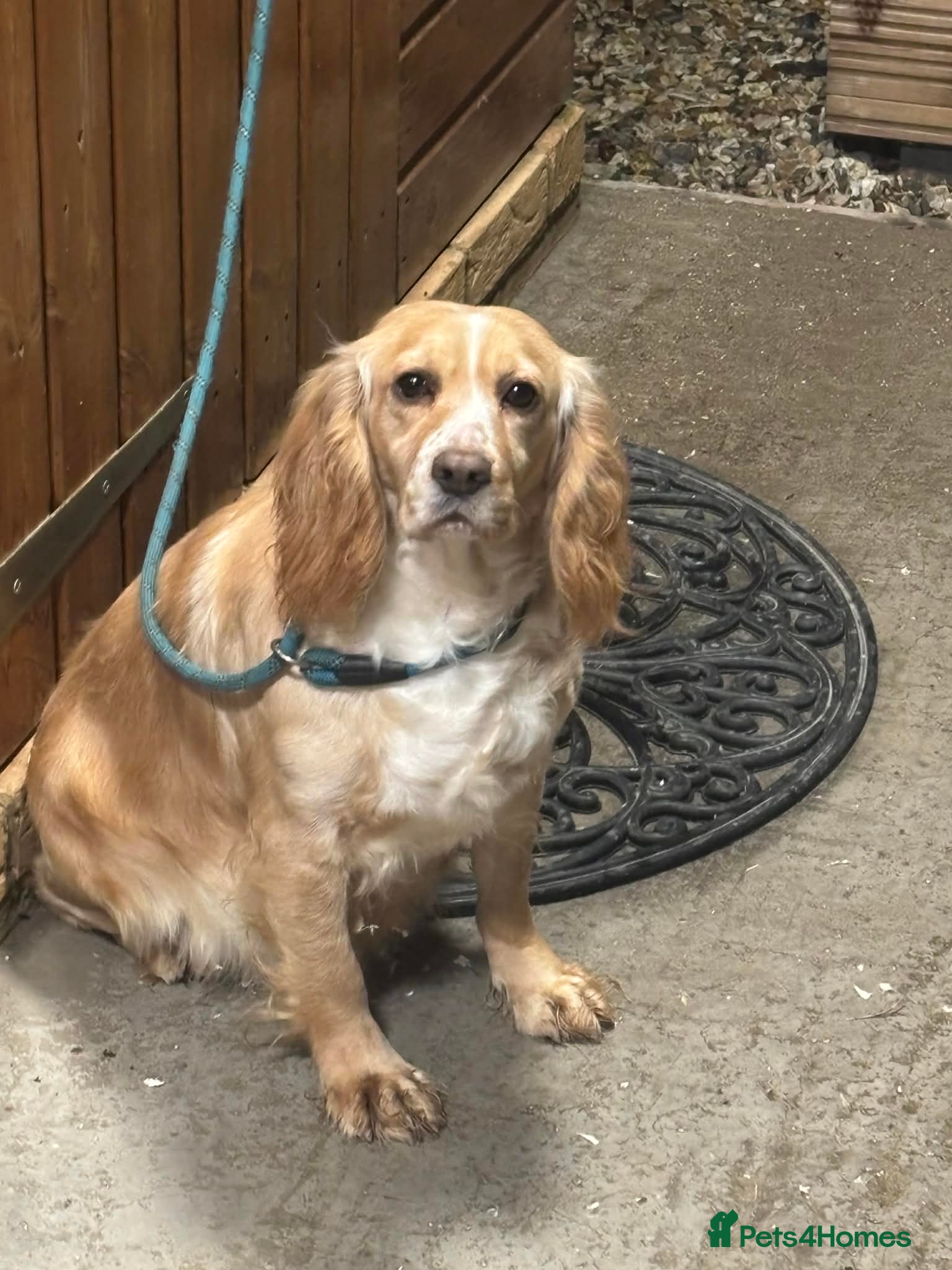 Cocker Spaniel dogs Working cocker spaniel puppies  in Frome - Advert 1