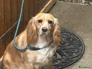 Cocker Spaniel dogs Working cocker spaniel puppies in Frome - Advert 1