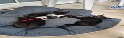 Mixed Breed cats for sale: Black male kitten, from a loving family home. - Advert 4