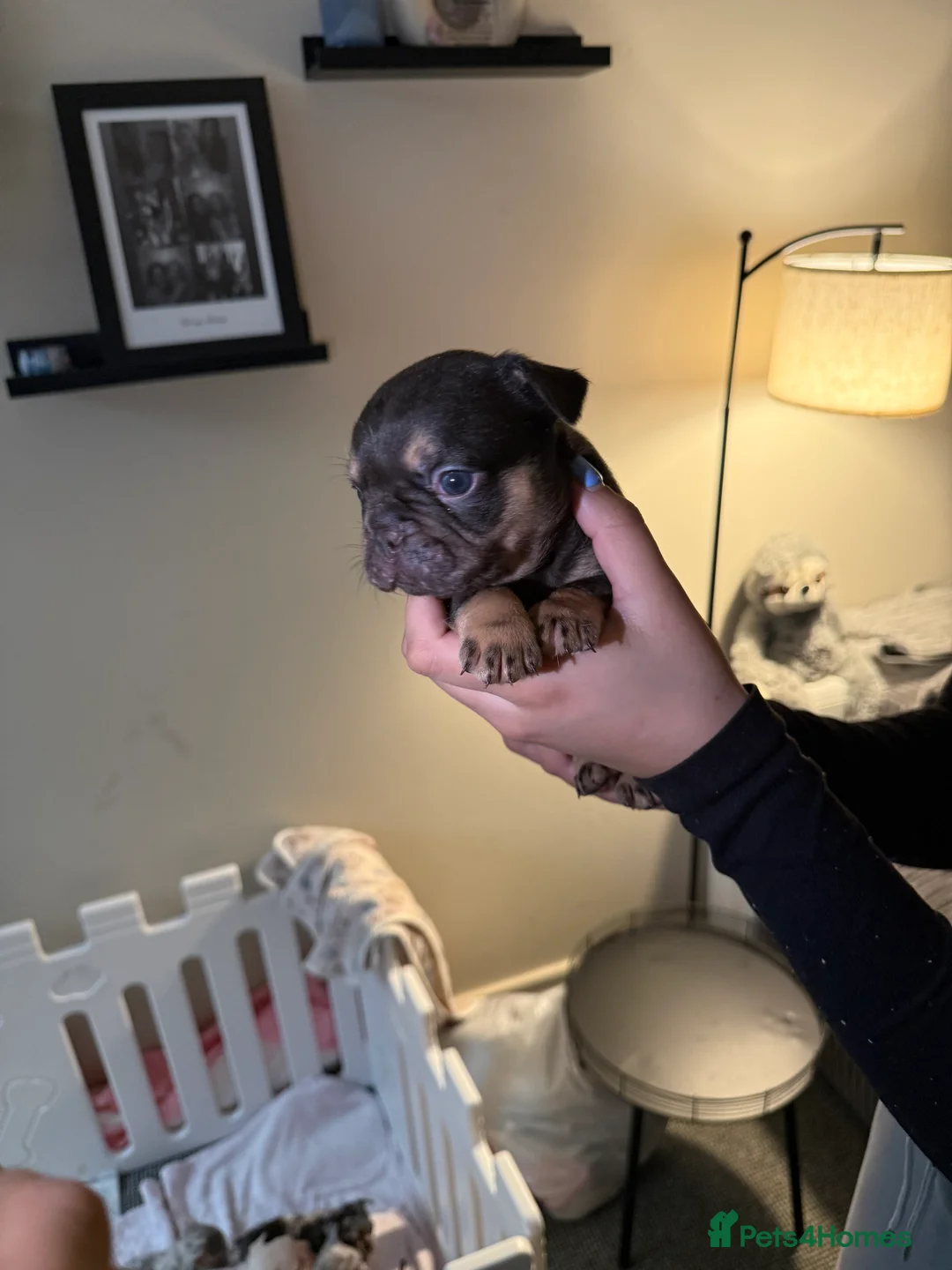 French Bulldog dogs for sale: French bulldog puppies fluffie carriers  - Advert 29