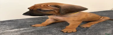 Rhodesian Ridgeback 2