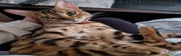 Bengal cats for sale: Beautiful pure breed bengal girl TICA - Advert 5