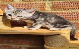 Bengal cats for sale: Pedigree Bengal kittens - Image 3