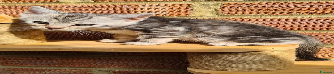 Bengal Kitten 1