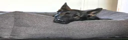 German Shepherd dogs for sale: ❤️ BRUNO IS LOOKING FOR HIS FOREVER HOME 🐾 in Northampton - Advert 32