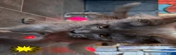 Maine Coon cats for sale: Pets or Breeding Maine Coon kittens in Manchester - Advert 7