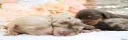 Miniature Dachshund dogs for sale: KC Longhair Miniature Dachshunds - Advert 13