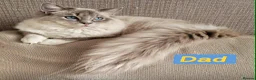 Ragdoll cats for sale: Amazing Ragdoll kittens in Leighton Buzzard - Advert 19
