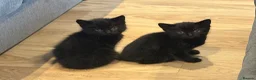 Mixed Breed cats for sale: 4 kittens for sale  - Advert 1
