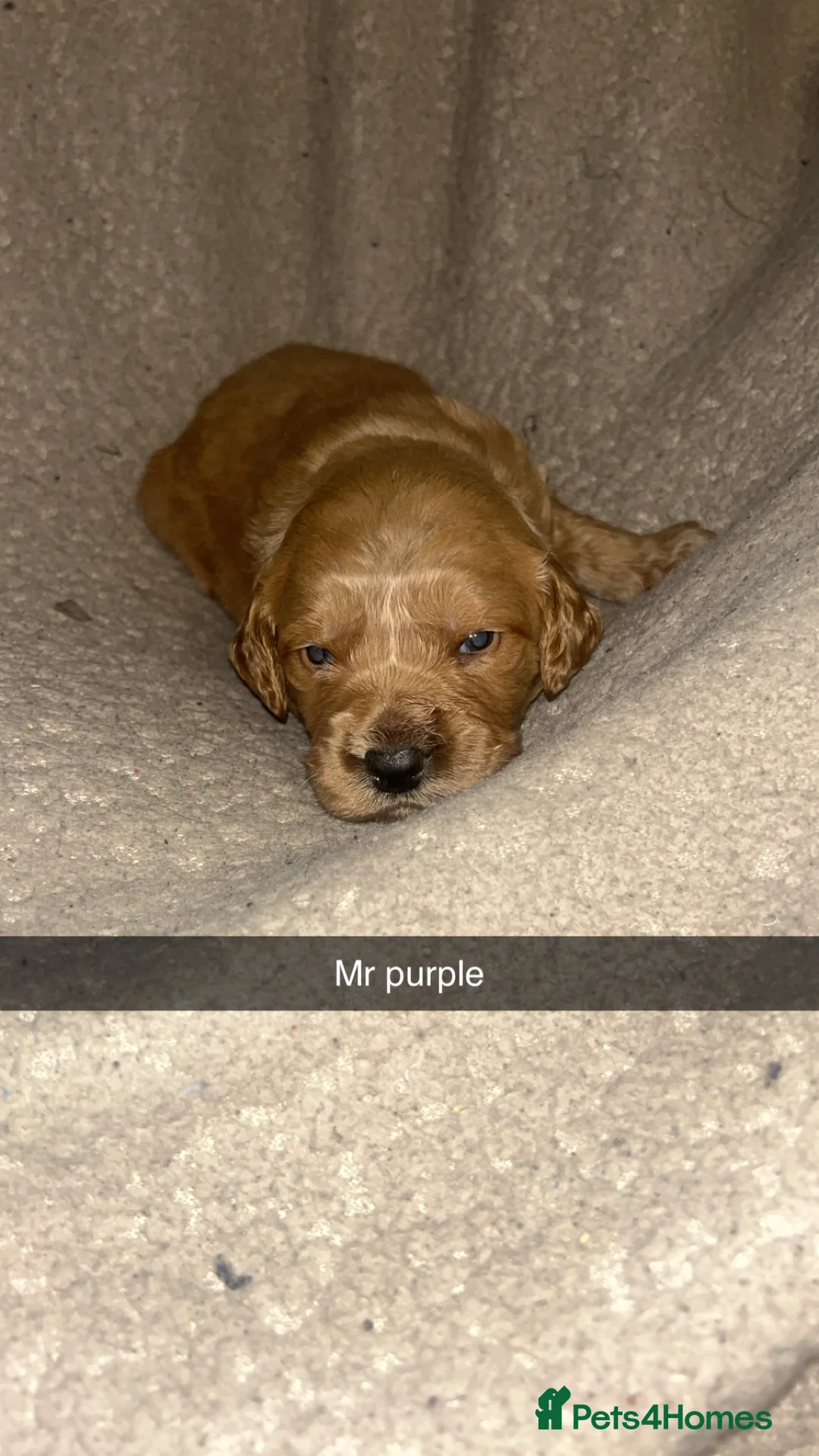 Goldendoodle dogs for sale: F1 golden doodle 5 left viewings now available. - Advert 25