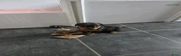Rottweiler dogs for sale: Beautiful rottweiler puppies in Sheffield - Advert 4