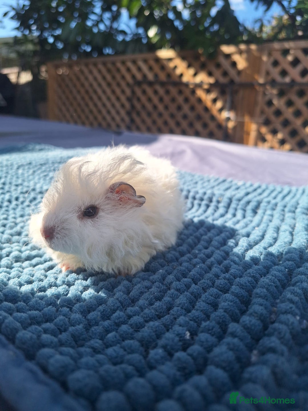 Guinea Pig rodents for sale: Lunkarya guineapig  - Image 3