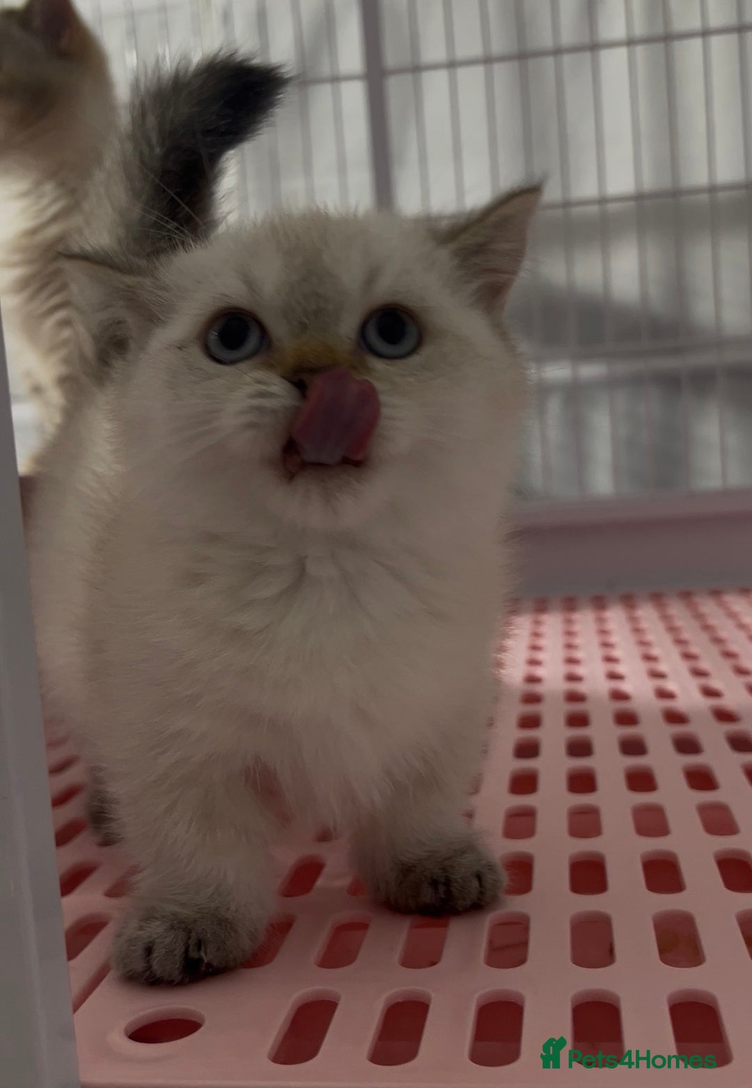 Napoleon cats for sale: Cute longhair long leg minuet - Advert 4