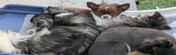 Chihuahua dogs for sale: Chihuahuas READY NOW - Advert 5