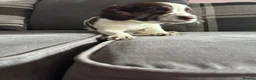 English Springer Spaniel dogs for sale: English Springer Spaniel  - Advert 9