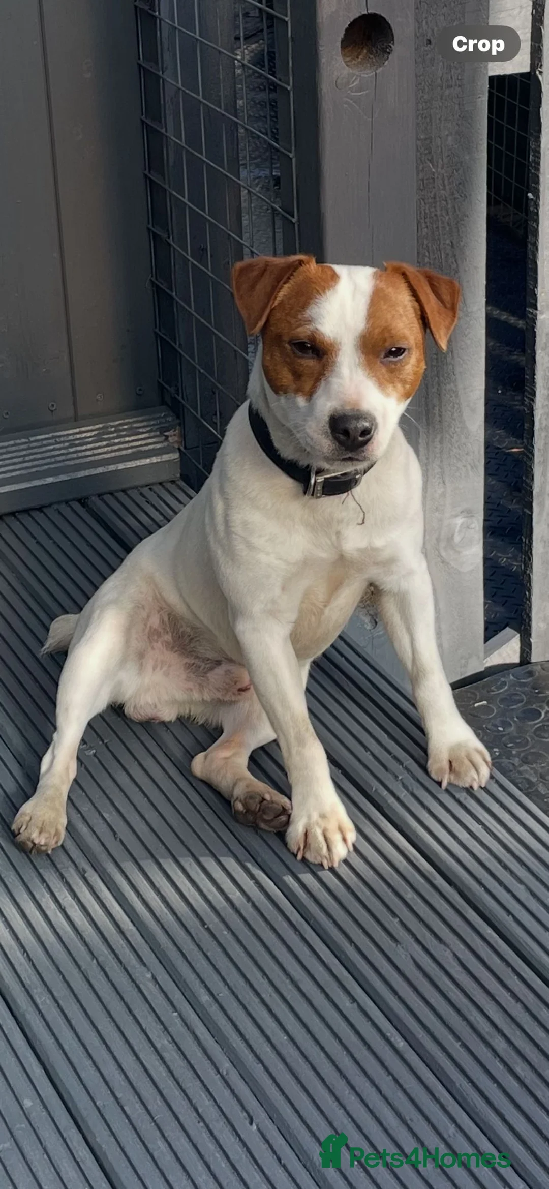 Jack Russell dogs for stud: Jack the jack russell for stud in Rotherham - Advert 2