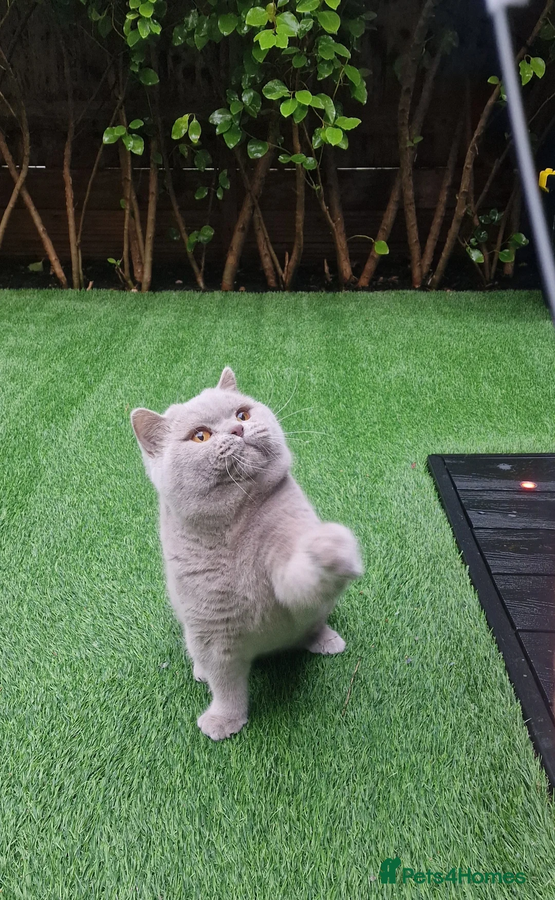 British Shorthair cats for stud: 🌟Exclusive Import ⭐World-Class Type🌟 - Advert 7