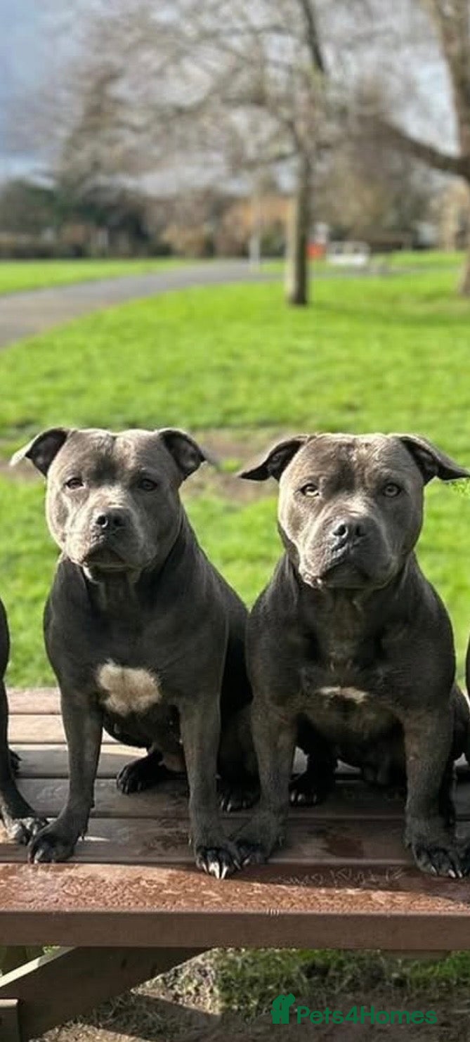Staffordshire Bull Terrier dogs  Blue Staffordshire Bull Terrier Puppies Available - Advert 2
