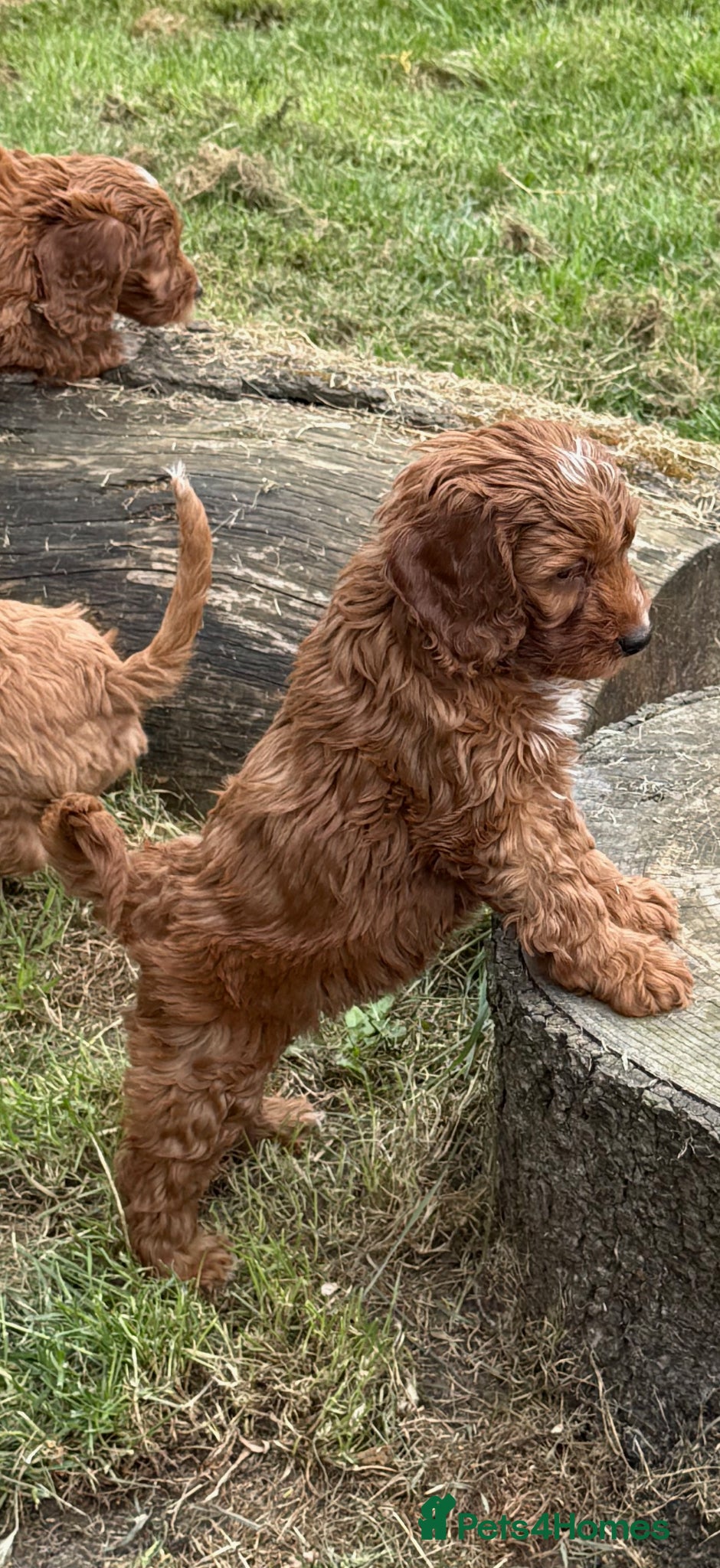 Cockapoo dogs WOW! READY NOW! F1 litter, 3rd gen of my breeding  - Advert 7