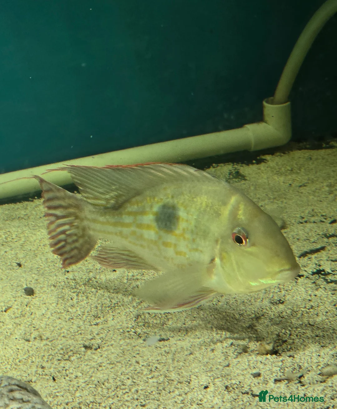 Other/Mixed Breed fish for sale: Geophagus fish - Advert 2