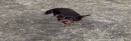Australian Kelpie dogs for sale: Australian kelpie puppies - Advert 23