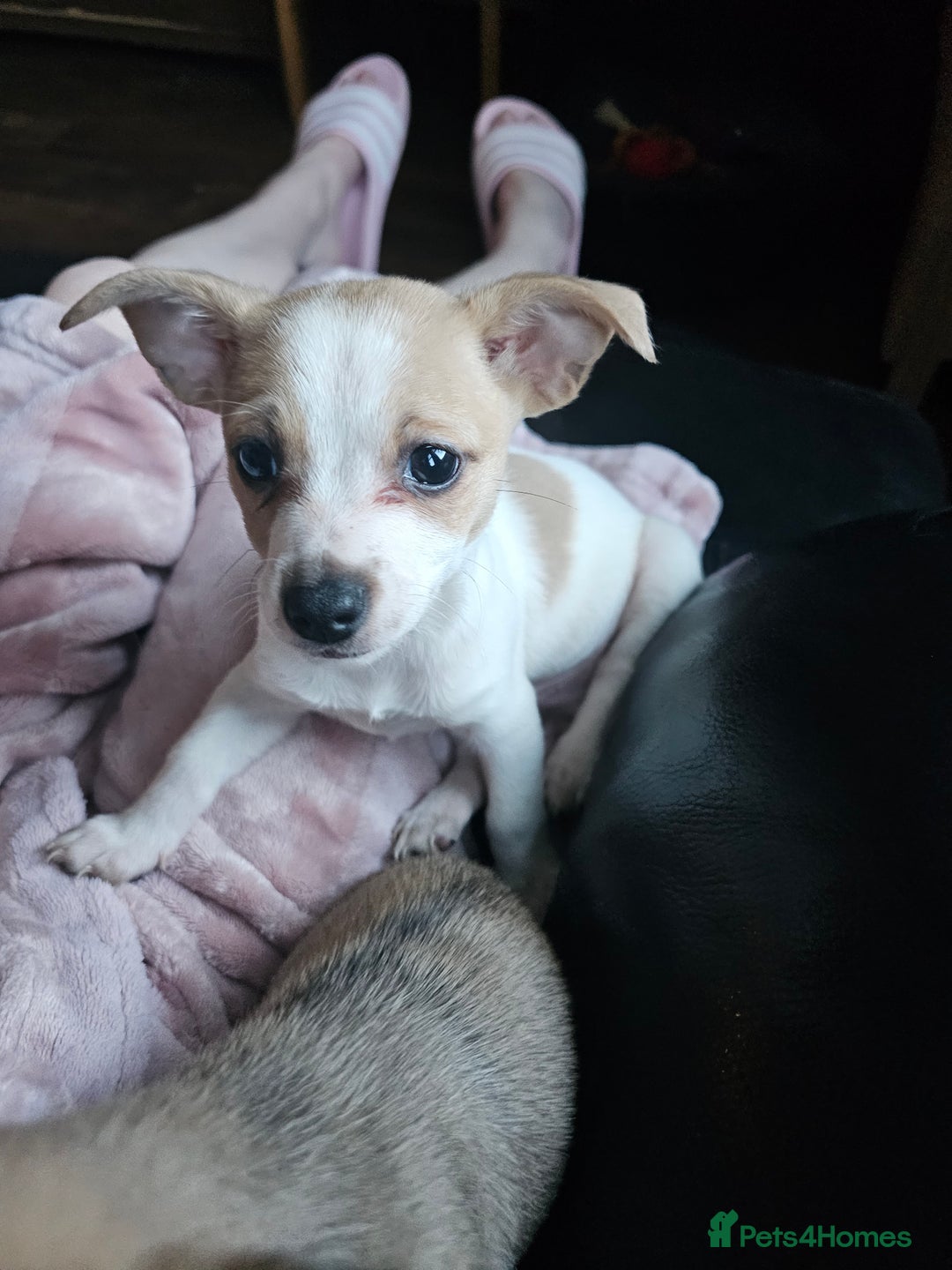 Pomchi dogs for sale: Chihuahua cross puppies  - Advert 9