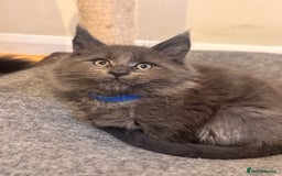 Maine Coon cats for sale: FINAL 3 REMAINING :TICA registered Mainecoons  - Image 26