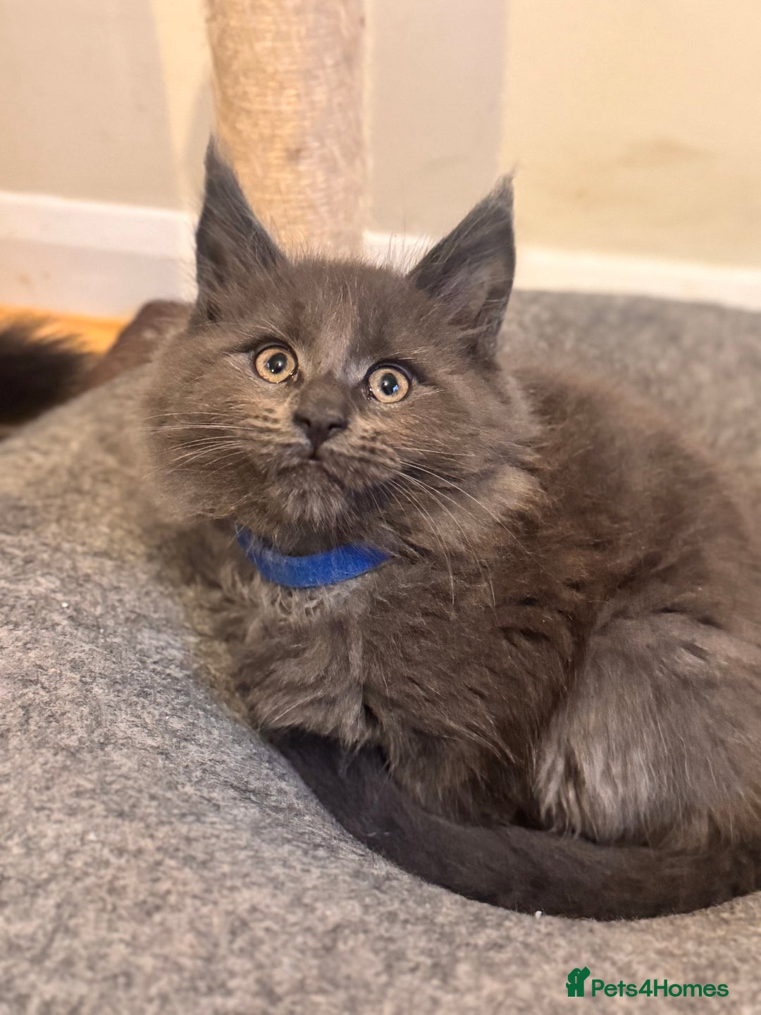 Maine Coon cats for sale: FINAL 3 REMAINING :TICA registered Mainecoons  - Image 26