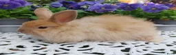 Angora rabbits for sale: ANGORA X DOUBLE LION HEAD BABIES  - Advert 5