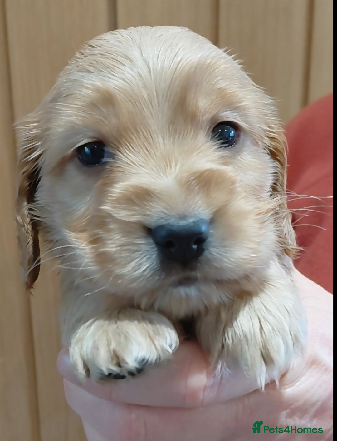 Cocker Spaniel dogs for sale: KC Golden Show Spaniels - Advert 26