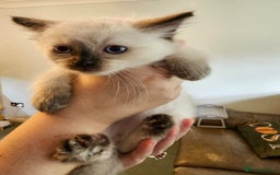 Ragdoll cats for sale: Ragdoll Kittens for Sale - Image 7