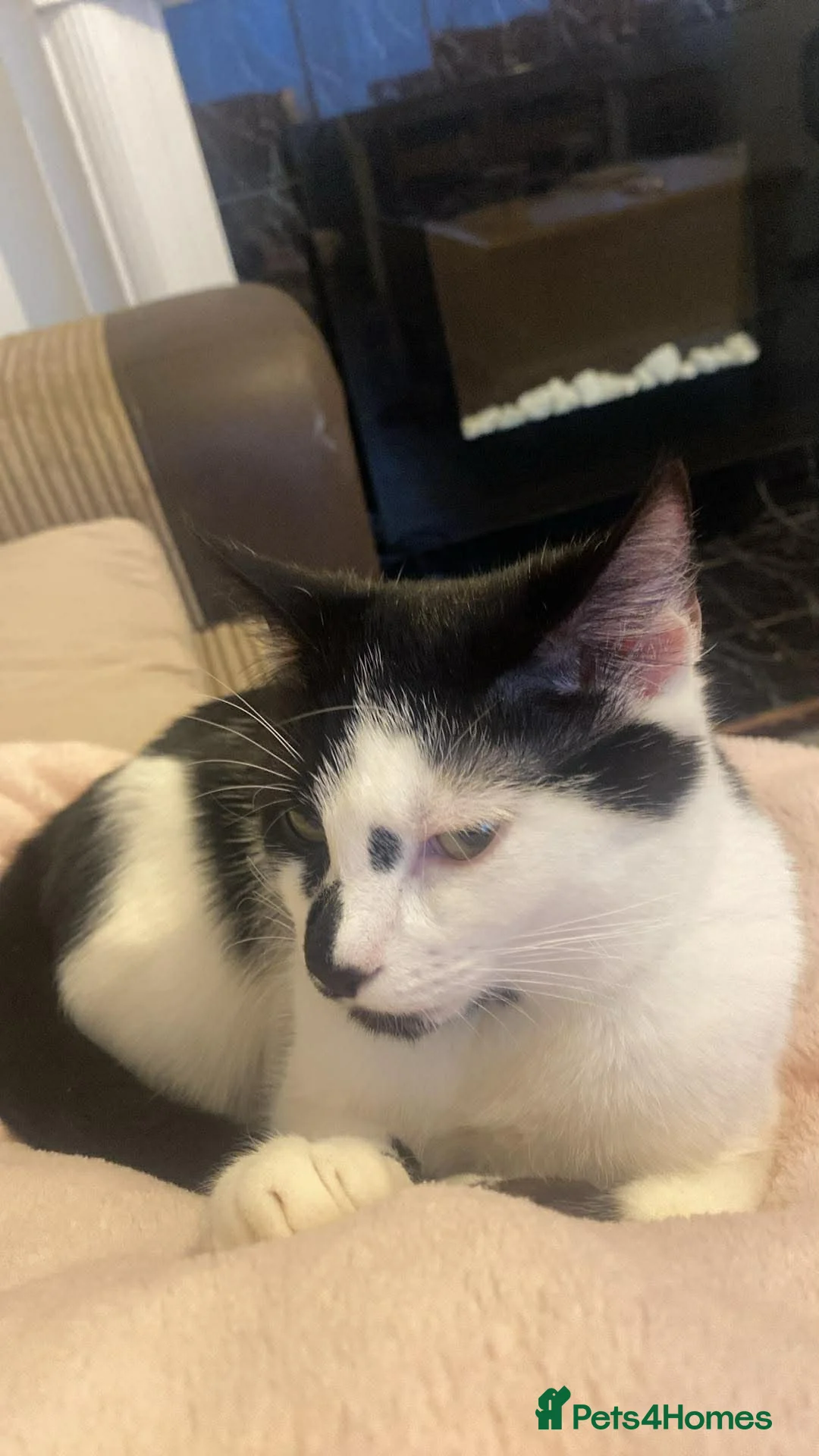 Mixed Breed cats for sale: Male kitten for sale  in Sheffield - Advert 1