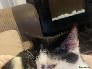 Mixed Breed cats Male kitten for sale - Advert 1