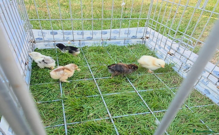 Chickens poultry - Advert 9