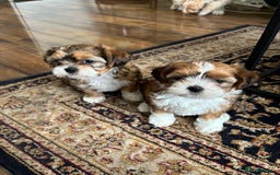 Mixed Breed dogs for sale: SHIH TZU Mix  - Image 7