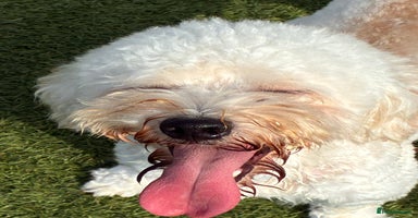 Poochon dogs - Advert 4