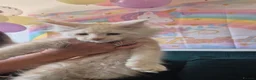 Maine Coon cats for sale: Amazing Maine Coon boys  - Advert 7