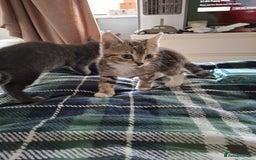 Mixed Breed cats for sale: 8 week kittens - Image 10