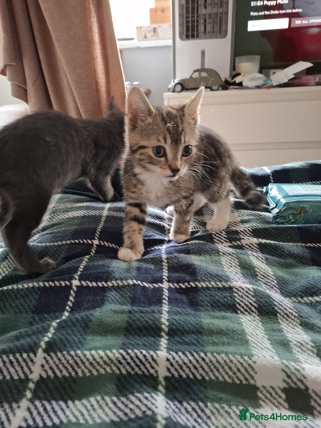 Mixed Breed cats for sale: 8 week kittens - Image 10