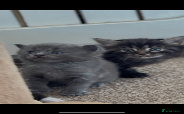 Russian Blue cats - Advert 13
