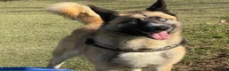 Mixed Breed dogs for adoption: Roni.  in Ormskirk - Advert 2