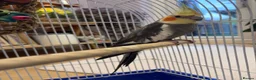Cockatiels birds for sale: 15 month old male cockatiel - Advert 13