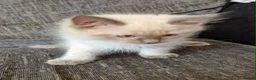 Ragdoll cats for sale: blue ragdoll kitten - Advert 6
