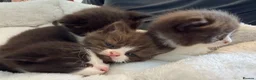 British Shorthair cats for sale: Playful, active, litter trained BSH cross kittens  in Pembroke - Advert 15