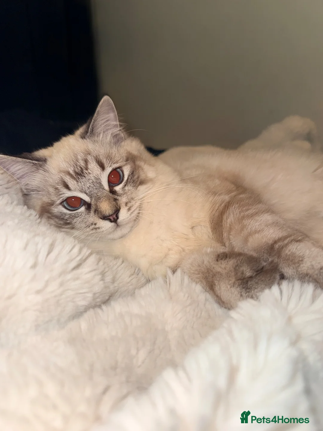 Mixed Breed cats for sale: Ragdoll x Siamese  - Advert 2