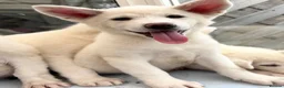 Japanese Akita Inu dogs for sale: Japanese Akita Puppies  - Advert 4