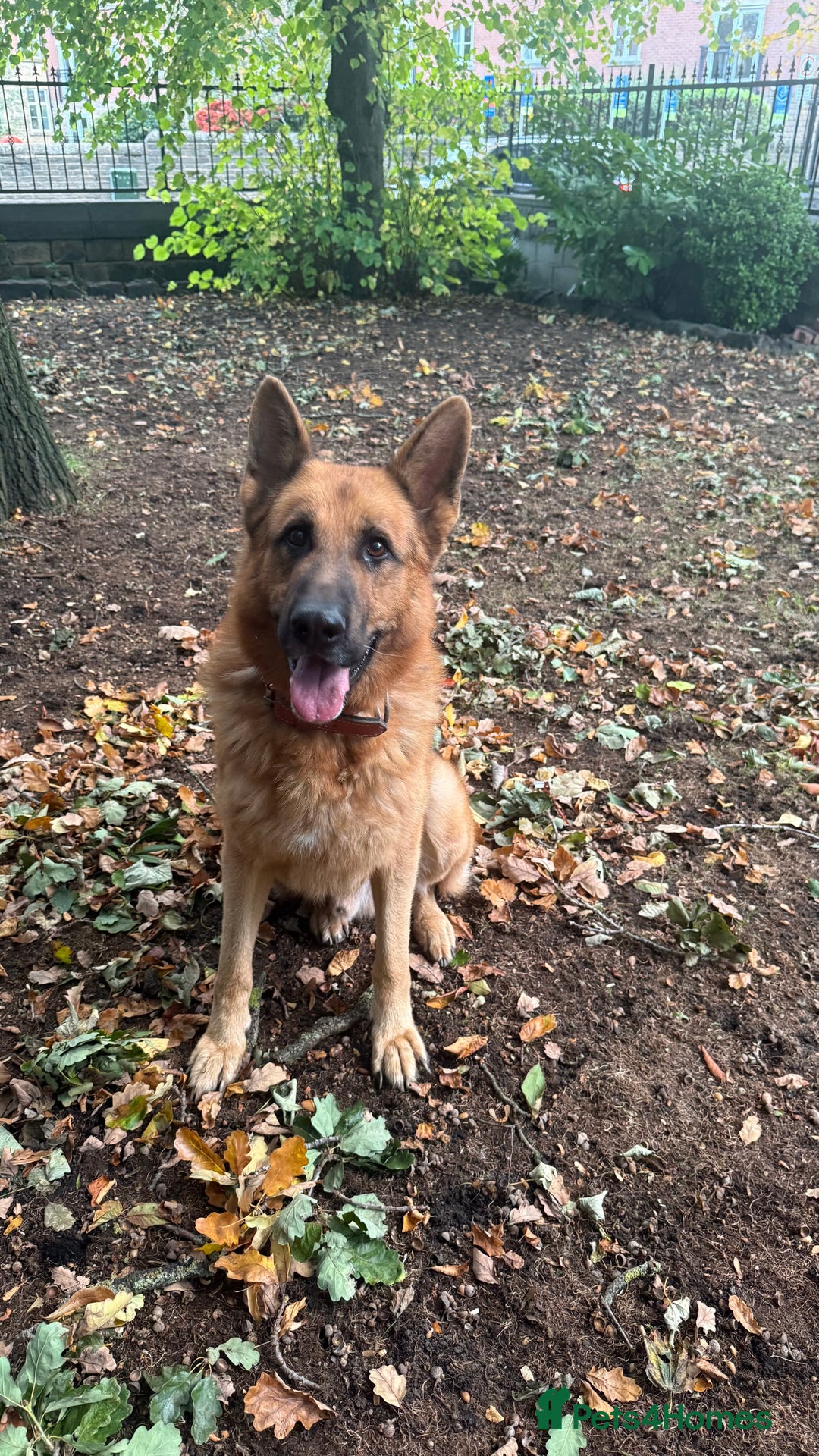 German Shepherd dogs for sale: Part of our love family ❤️ - Advert 3